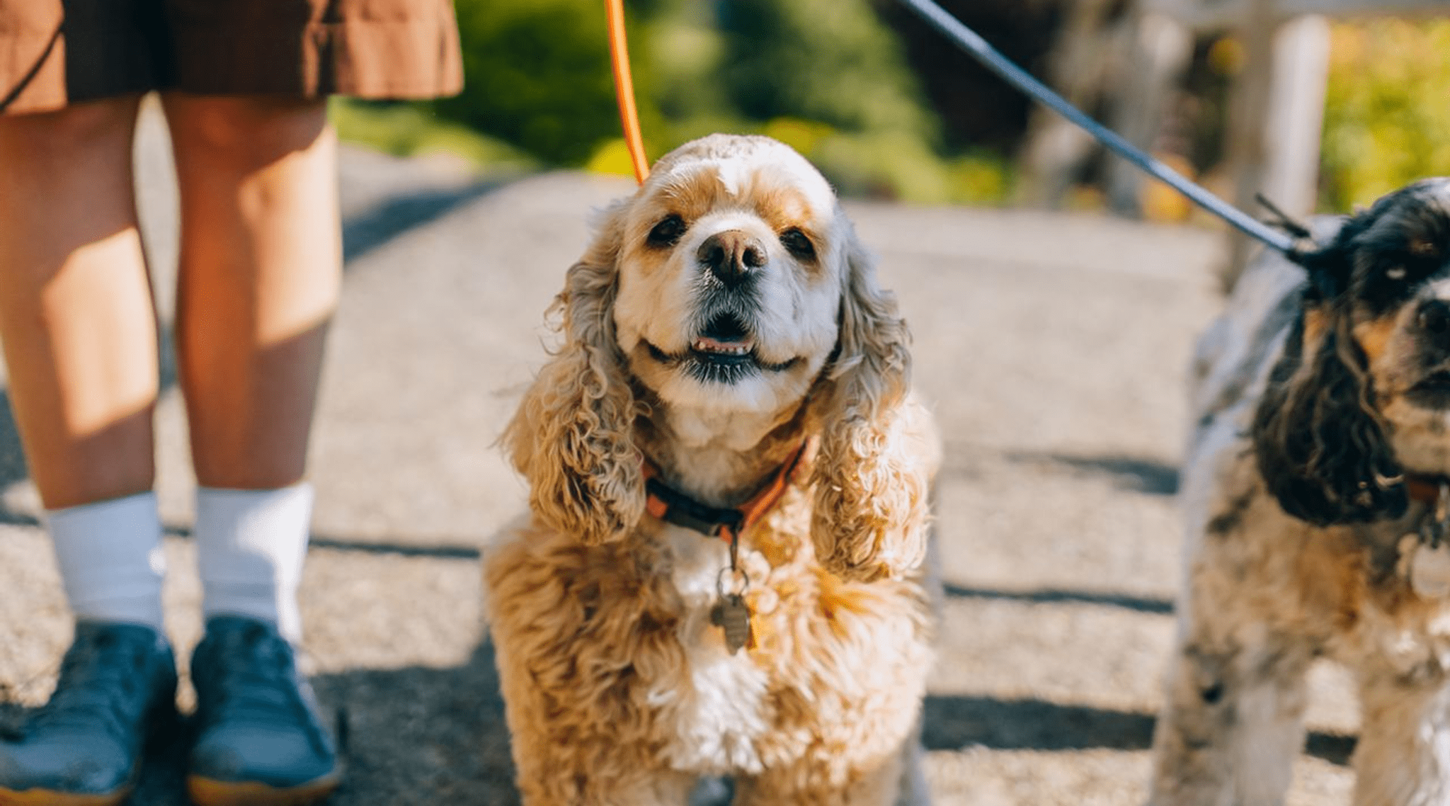 Dogs walking with leads next to owner (image)
